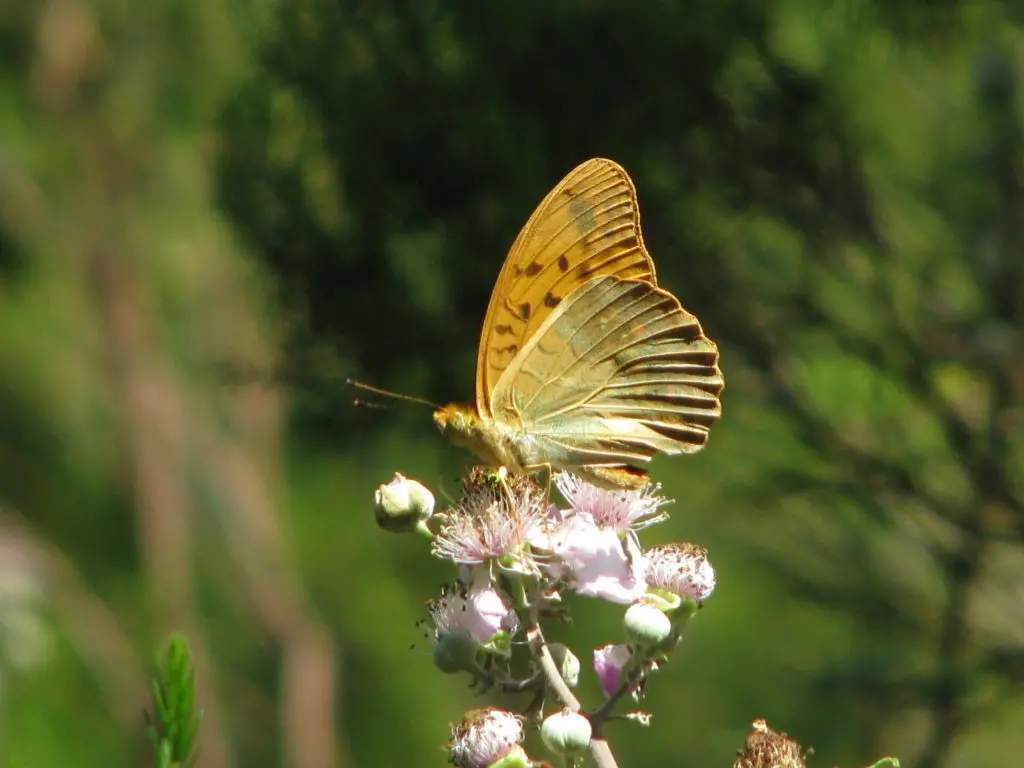 un papillon